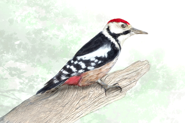 pico-mediano-copy-600x400